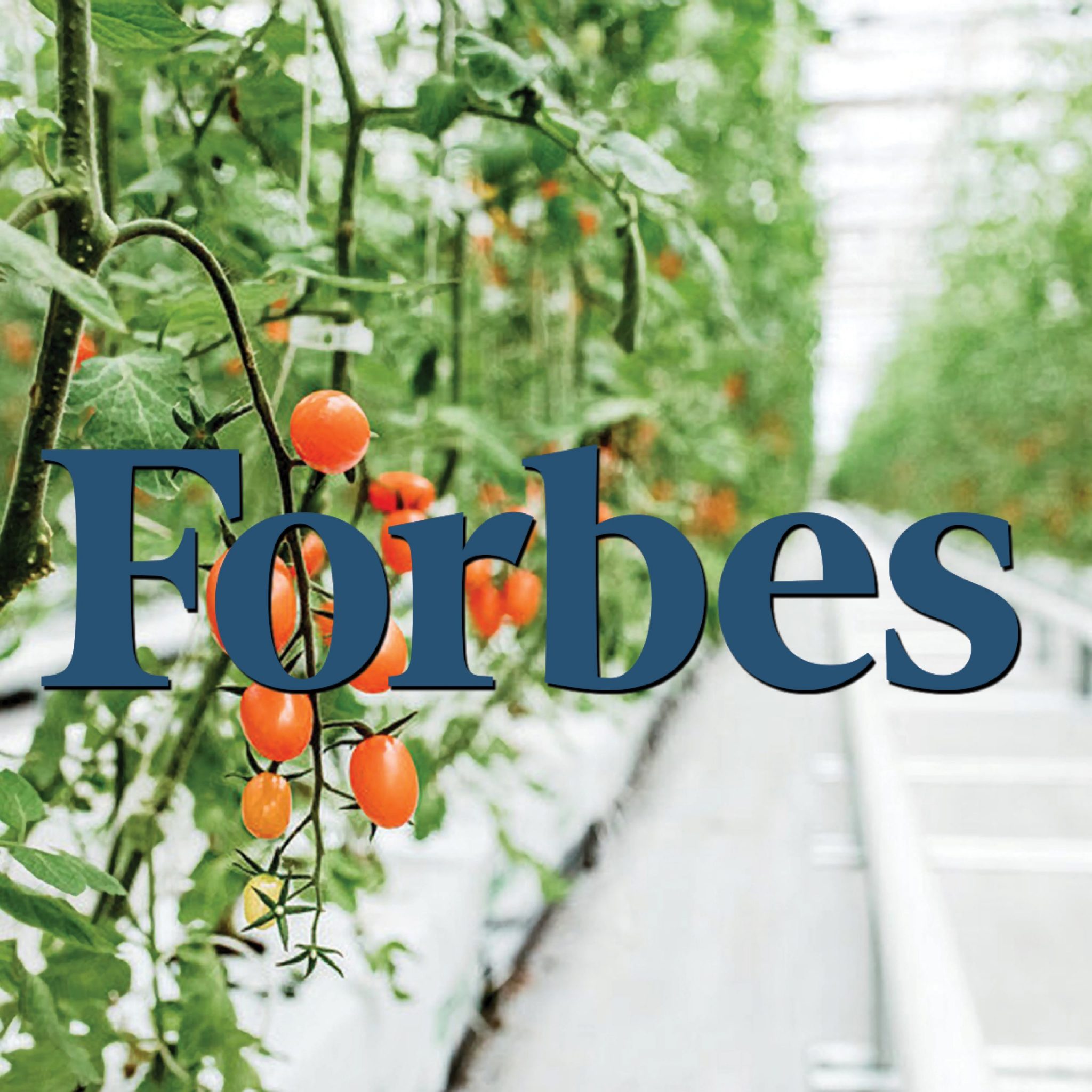 VITOK Project in Forbes